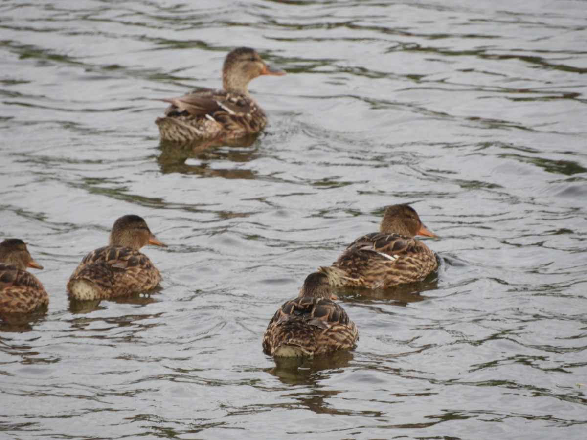 Mallard - ML470770551