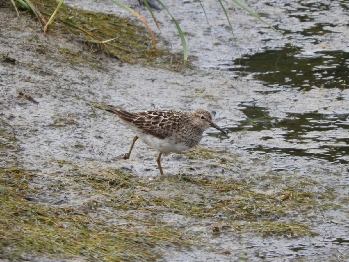 Pectoral Sandpiper - ML470770821