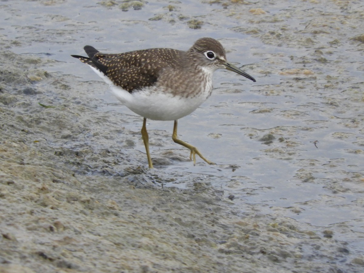 Solitary Sandpiper - ML470771001