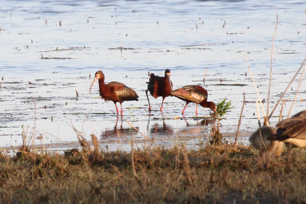 White-faced Ibis - ML47077151