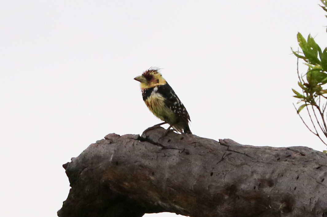 Crested Barbet - ML47077301