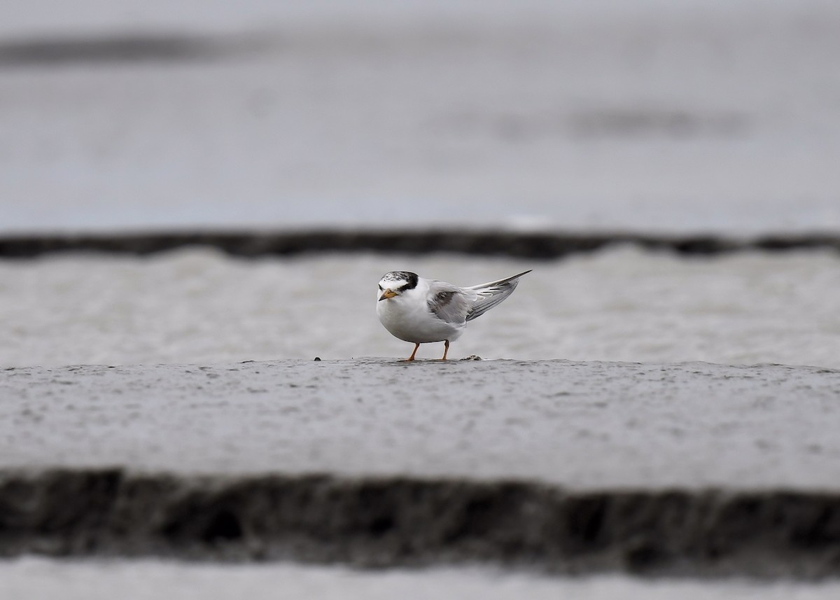 Little/Least Tern - ML470774081