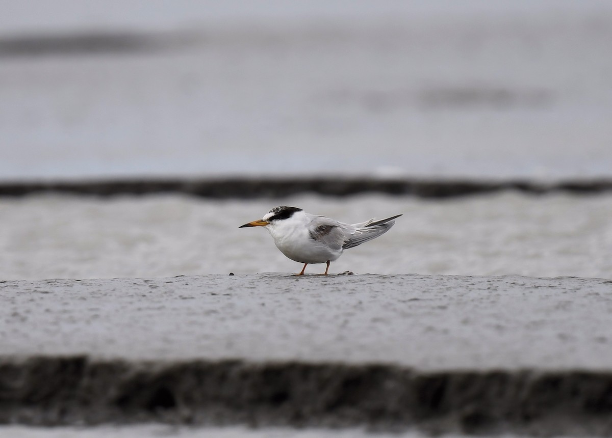 Little/Least Tern - Buzz Scher