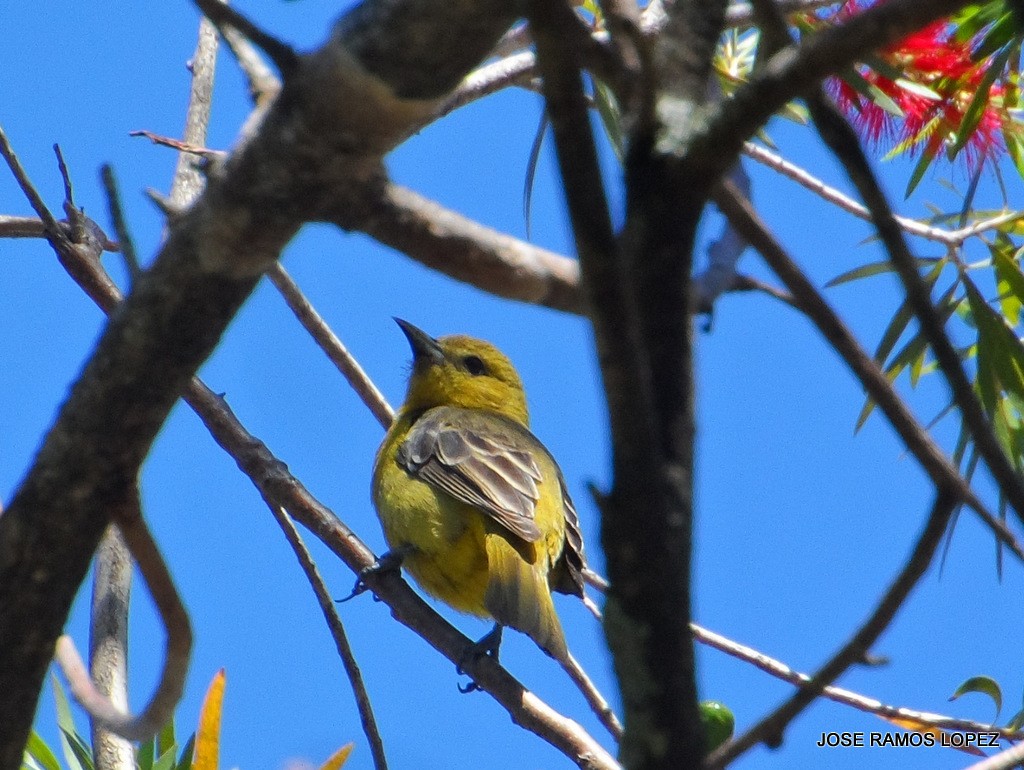 Altamira Oriole - ML47077431