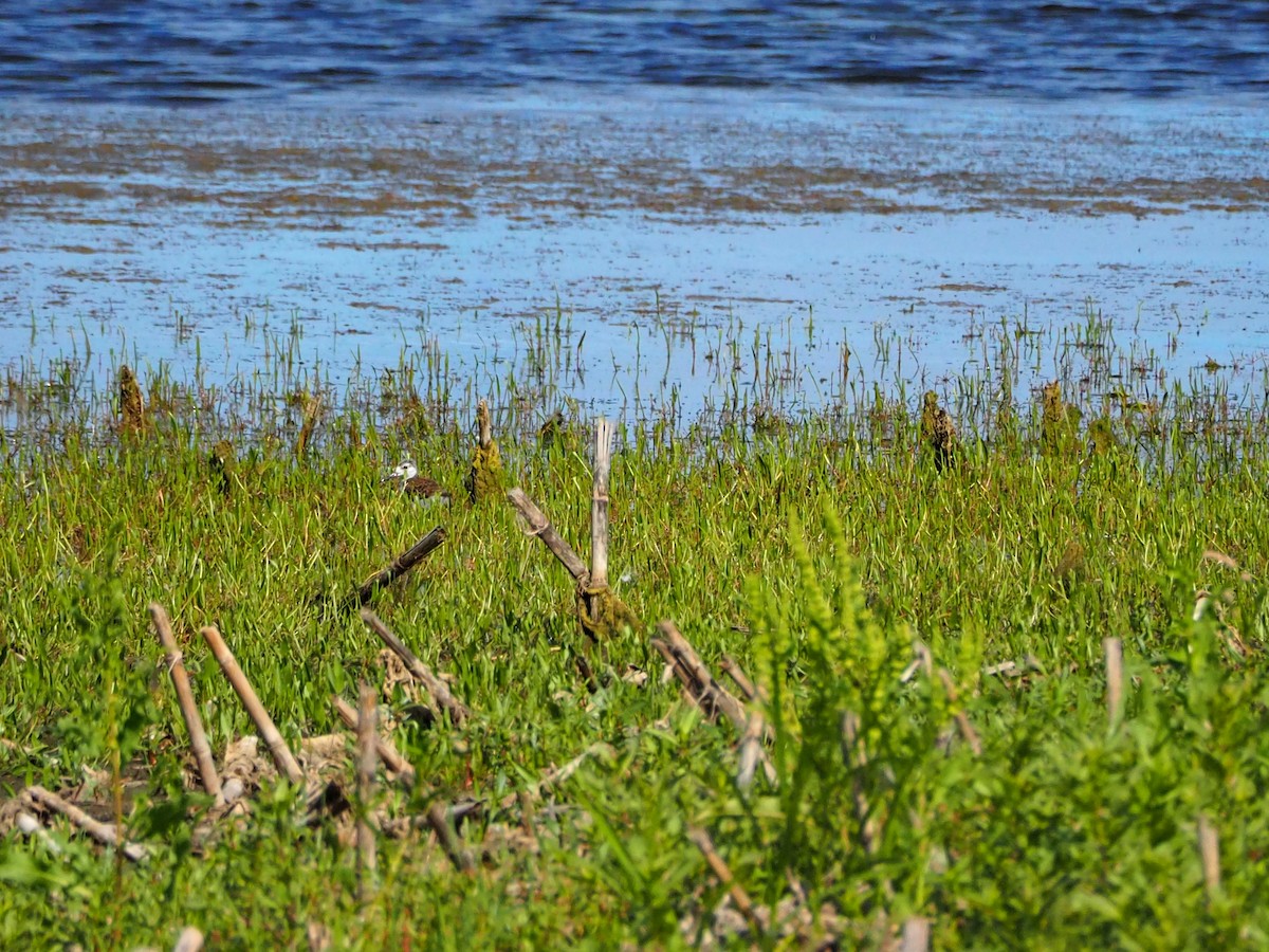 Schwarznacken-Stelzenläufer (mexicanus) - ML470775671