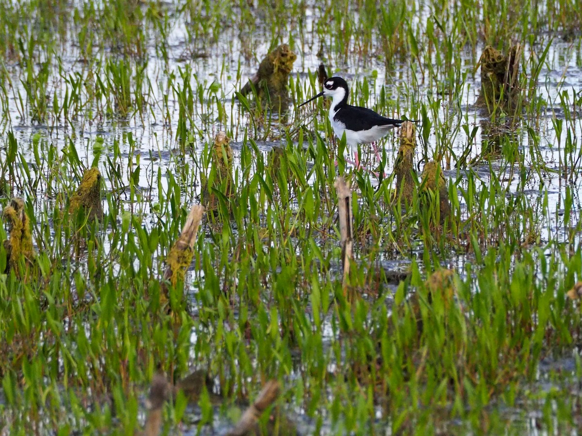 Black-necked Stilt (Black-necked) - Noah Kück