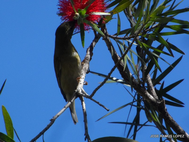 Tennessee Warbler - ML47077671