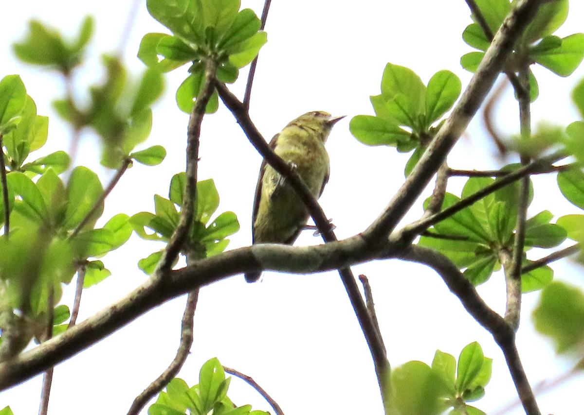 Forest Penduline-Tit - ML470777021