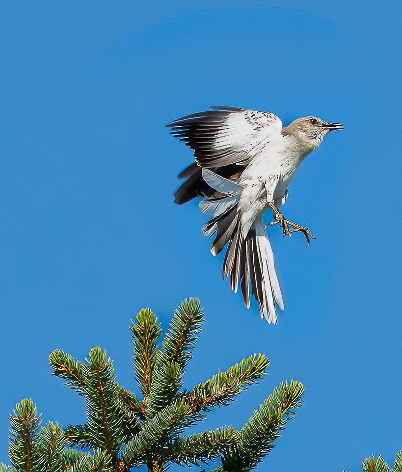 Northern Mockingbird - ML470778111