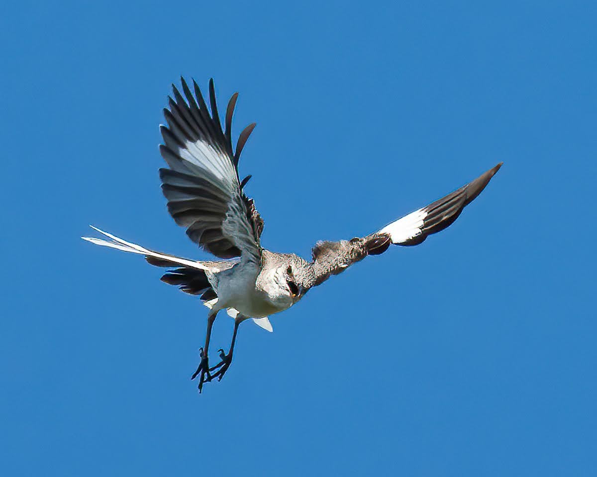 Northern Mockingbird - ML470778131