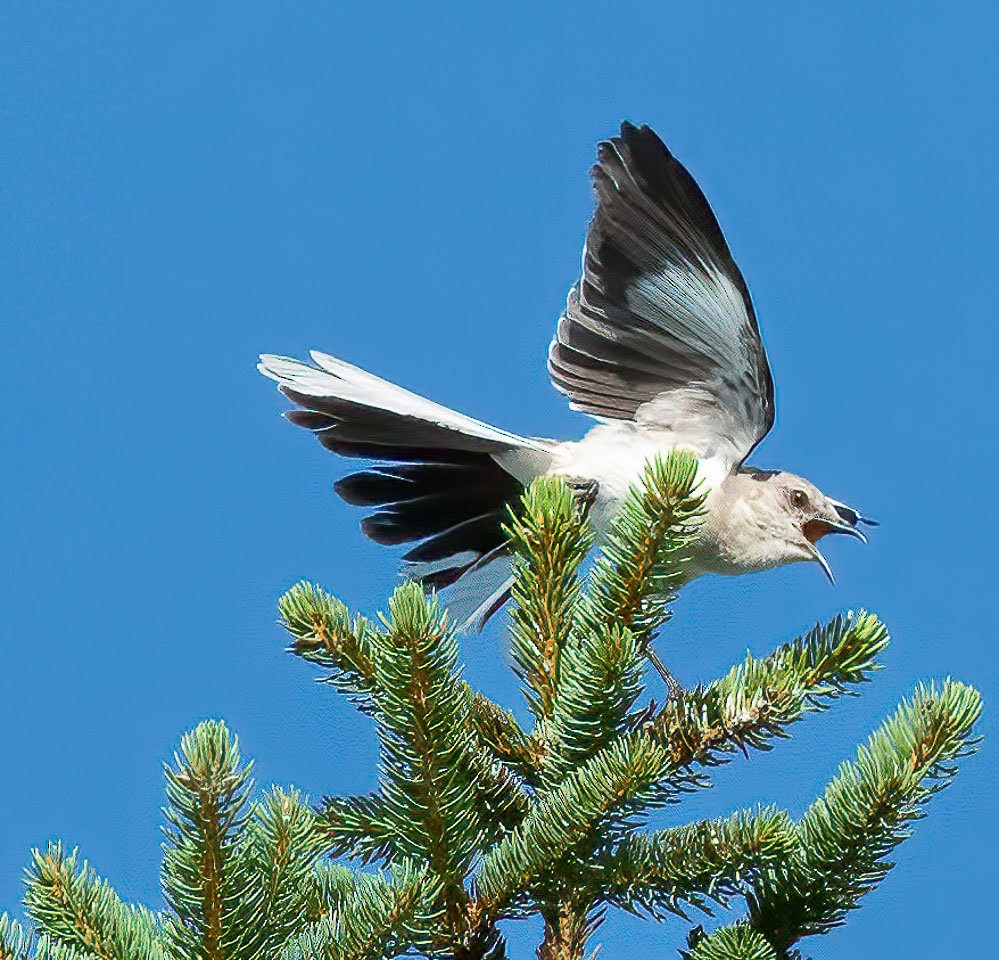 Northern Mockingbird - ML470778141