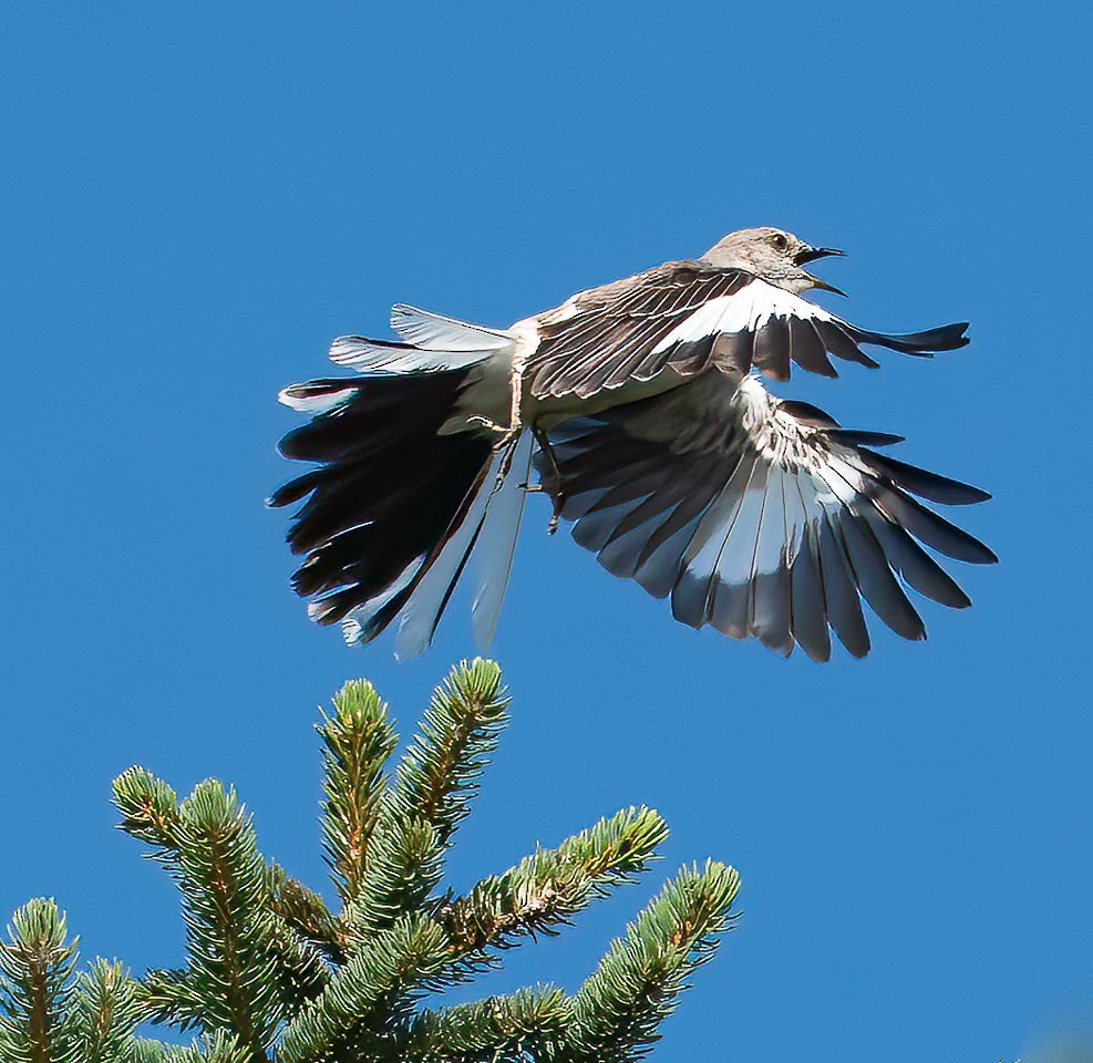 Northern Mockingbird - Sy Balsen