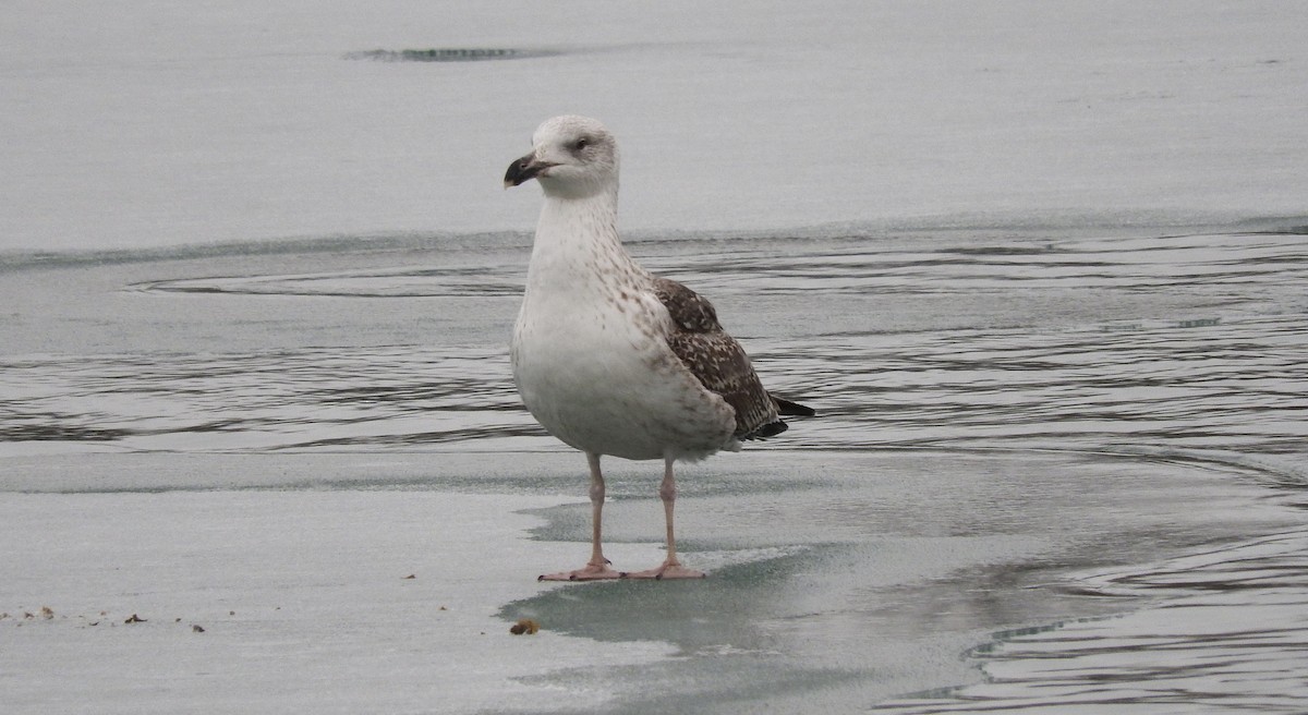 Great Black-backed Gull - ML47077851