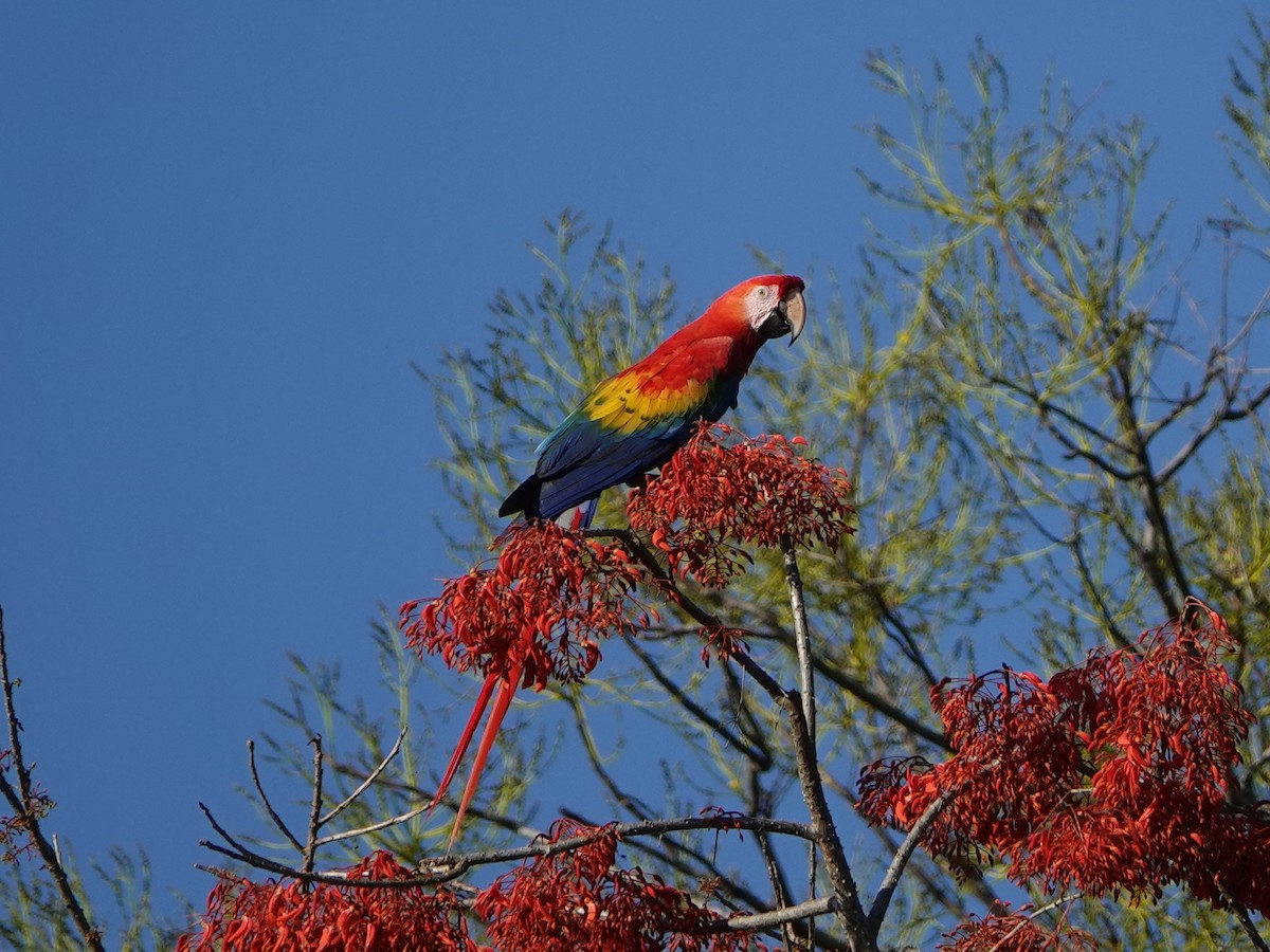 緋紅金剛鸚鵡 - ML470779781