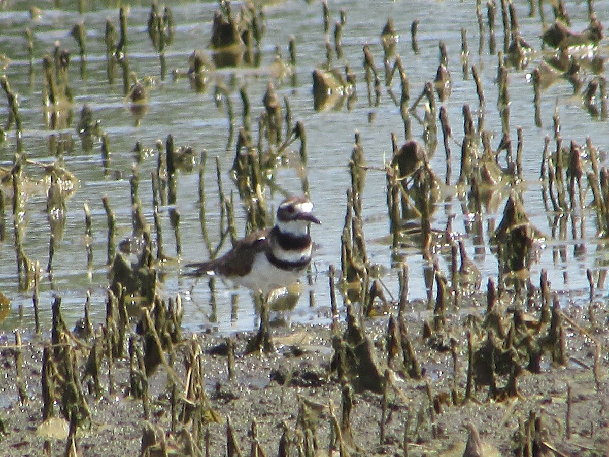 Killdeer - ML470781051