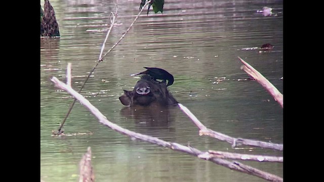 Giant Cowbird - ML470783111