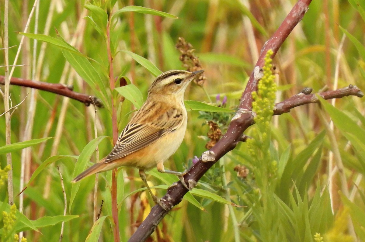 Sedge Warbler - ML470784021
