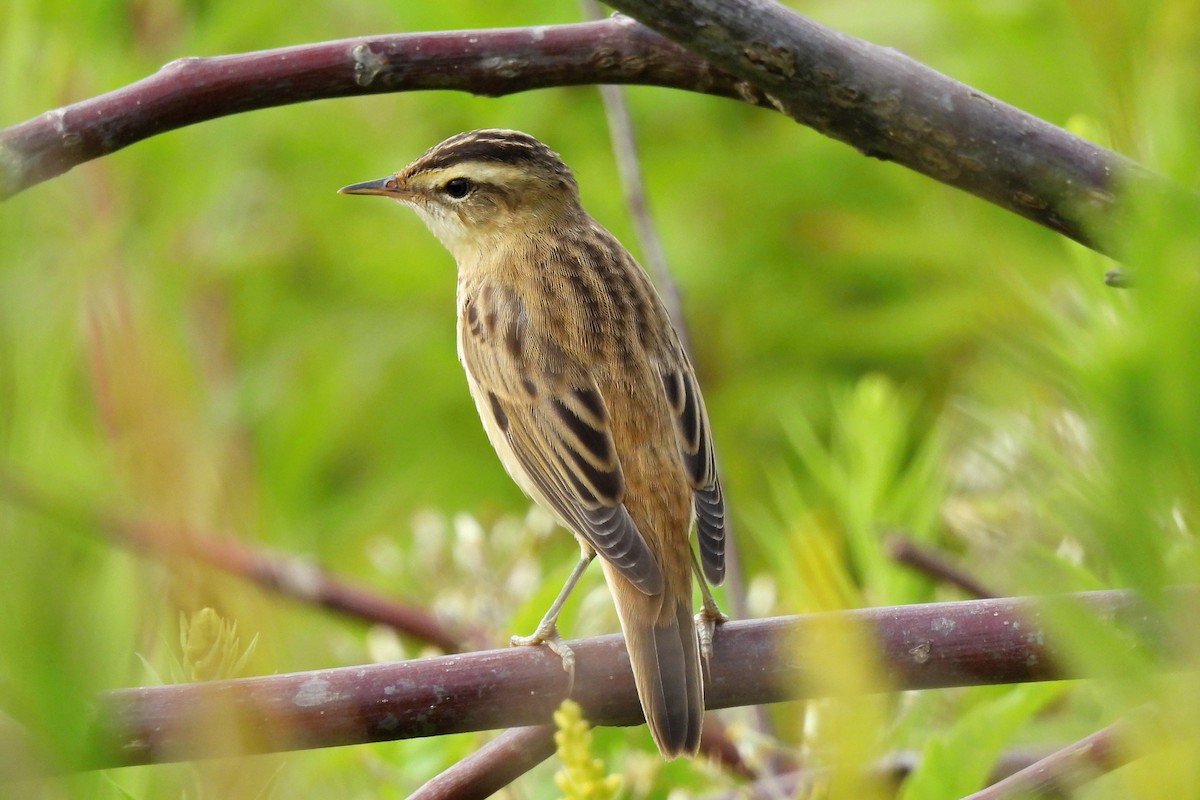 Sedge Warbler - ML470784041