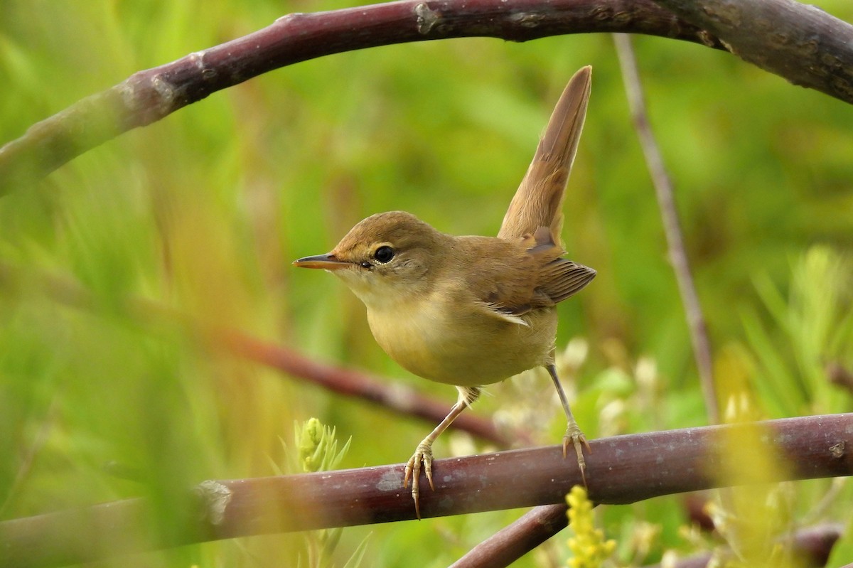Marsh Warbler - ML470784331