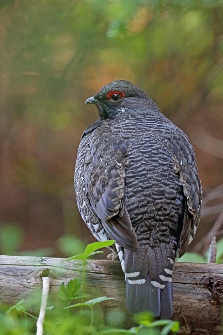 Spruce Grouse (Franklin's) - Nigel Voaden