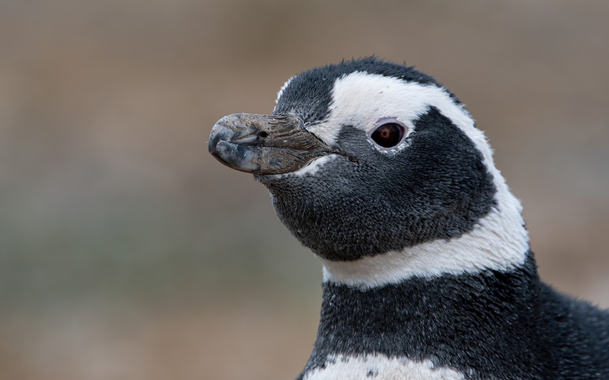 Magellanic Penguin - ML470786721