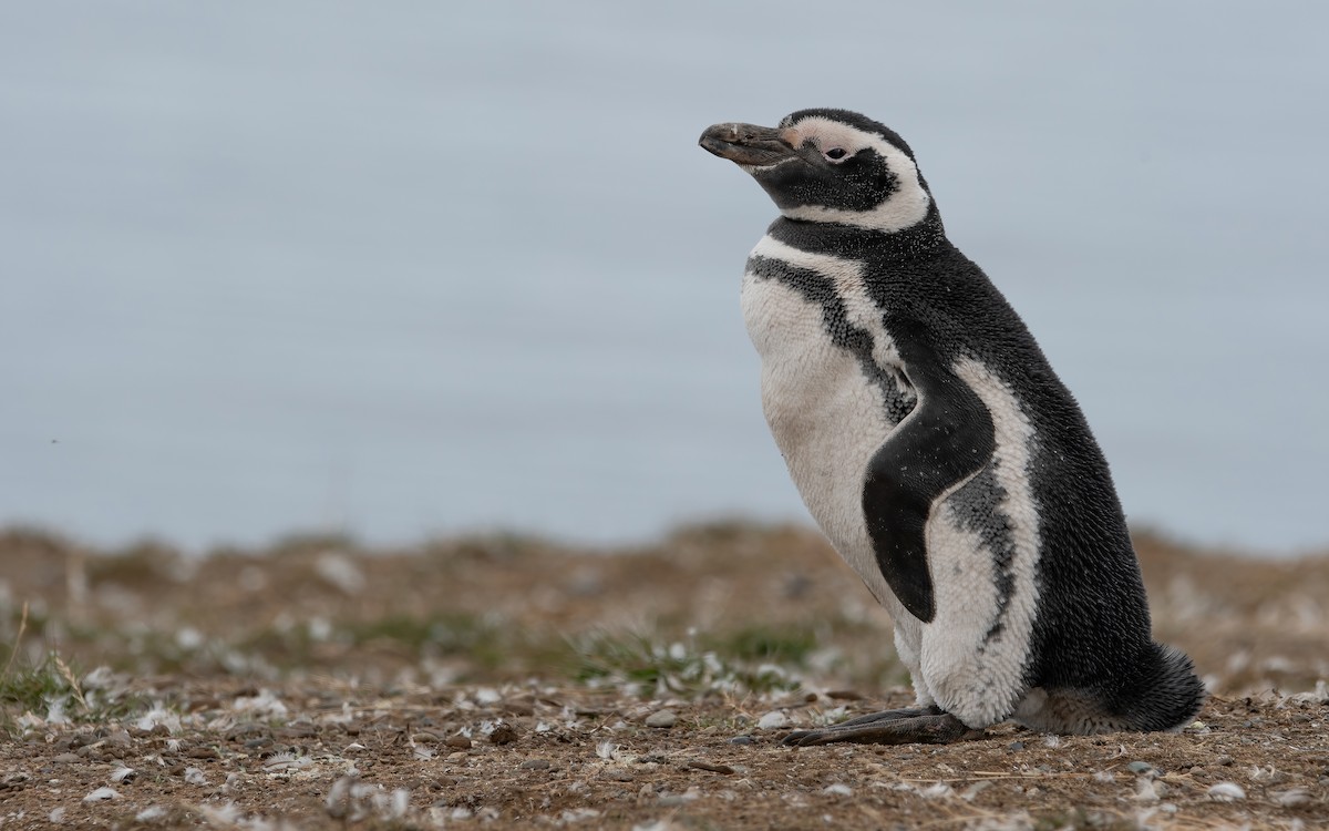 Magellanic Penguin - ML470786731