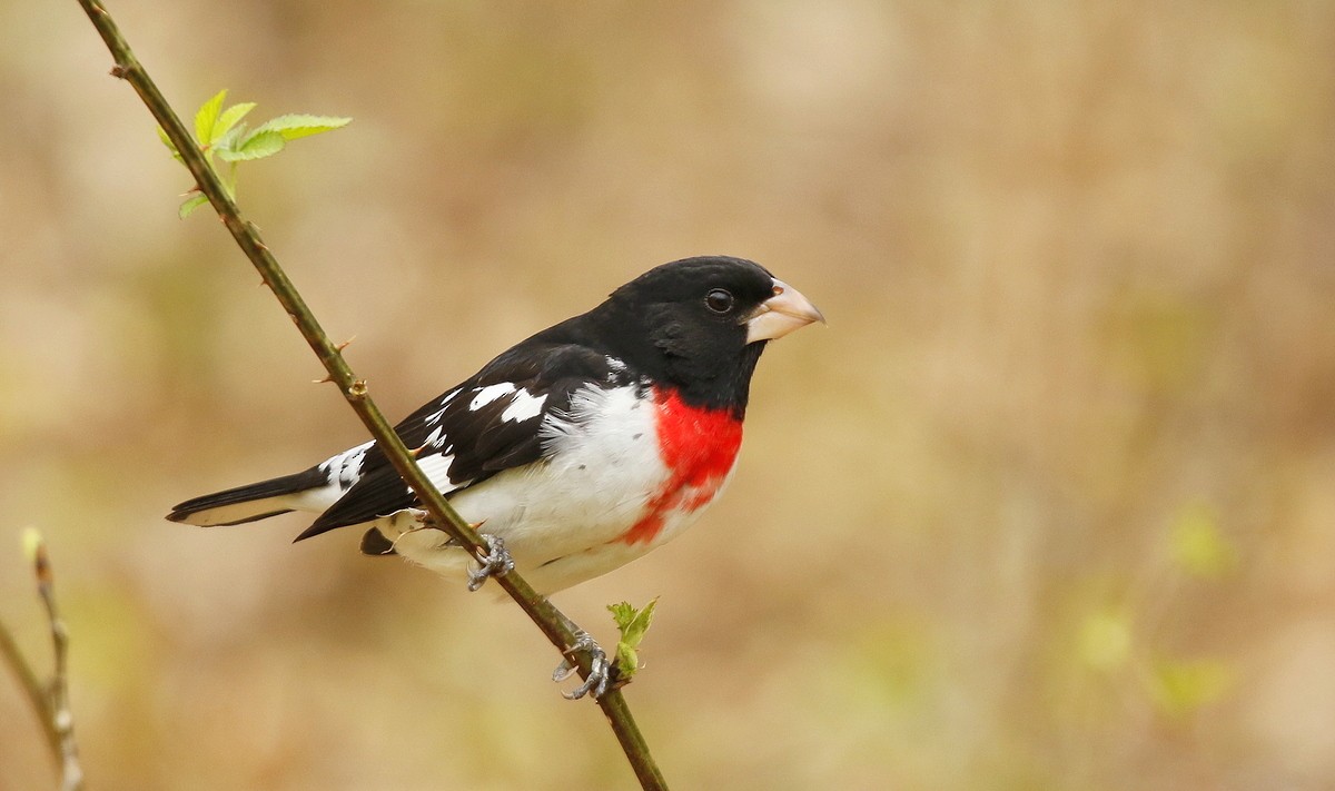 Rose-breasted Grosbeak - Julie Gidwitz