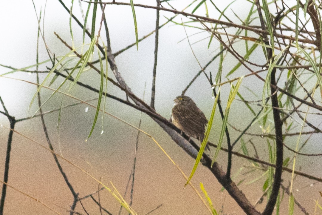 Grassland Sparrow - ML470788111