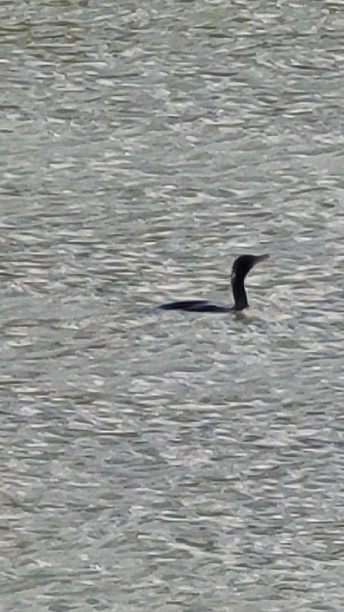 Double-crested Cormorant - ML470788141