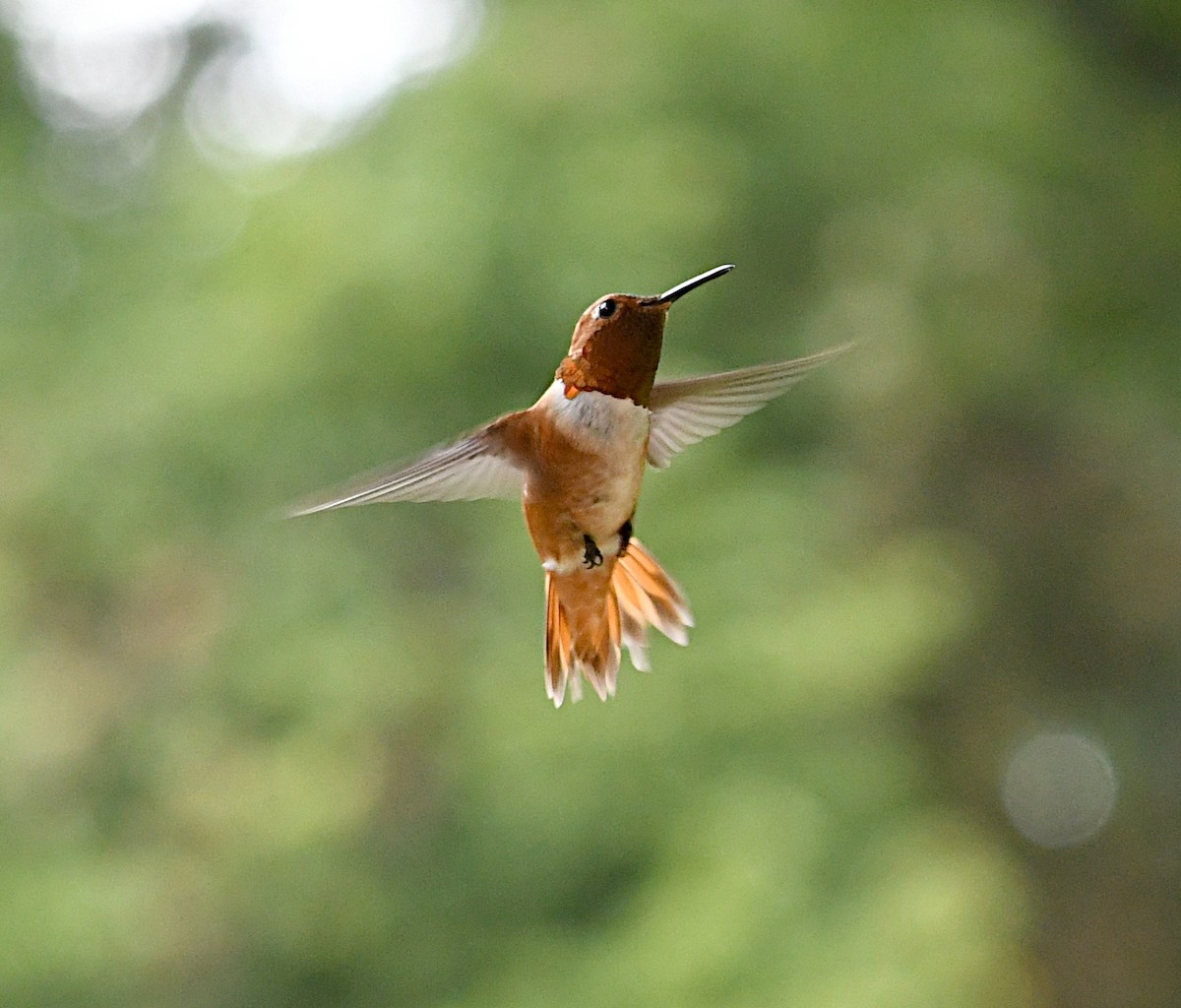 Rufous Hummingbird - Glenn Wyatt