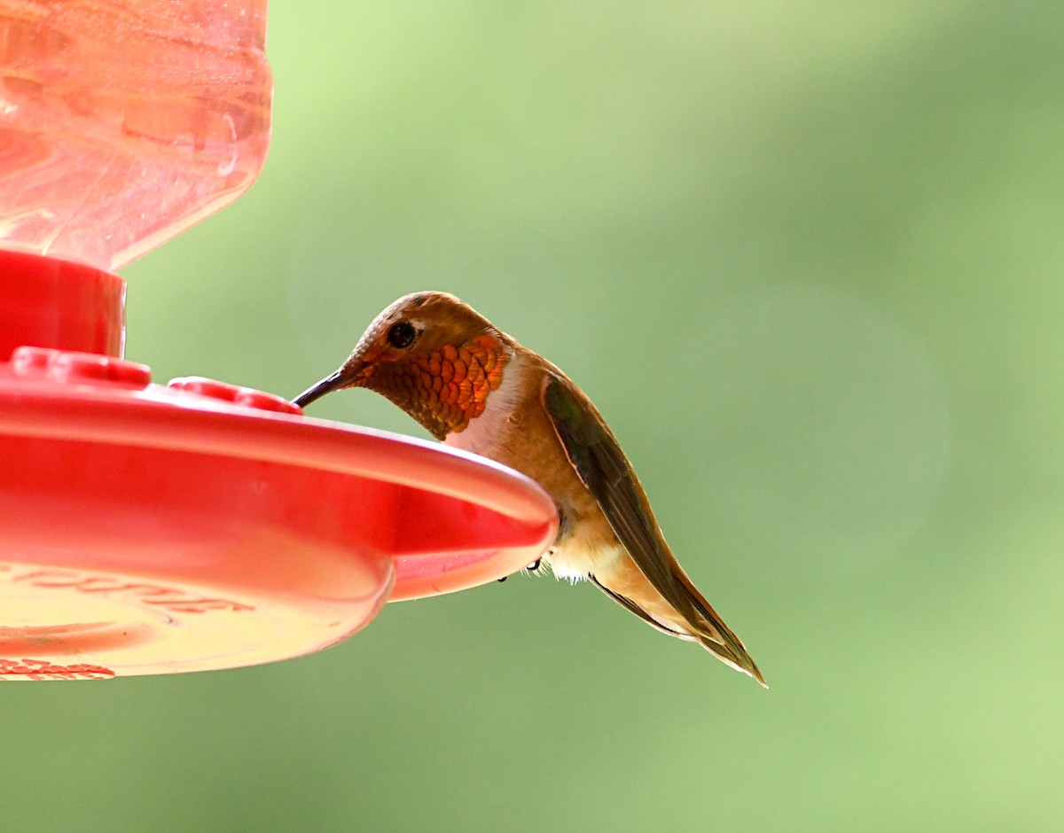 Rufous Hummingbird - ML470788711