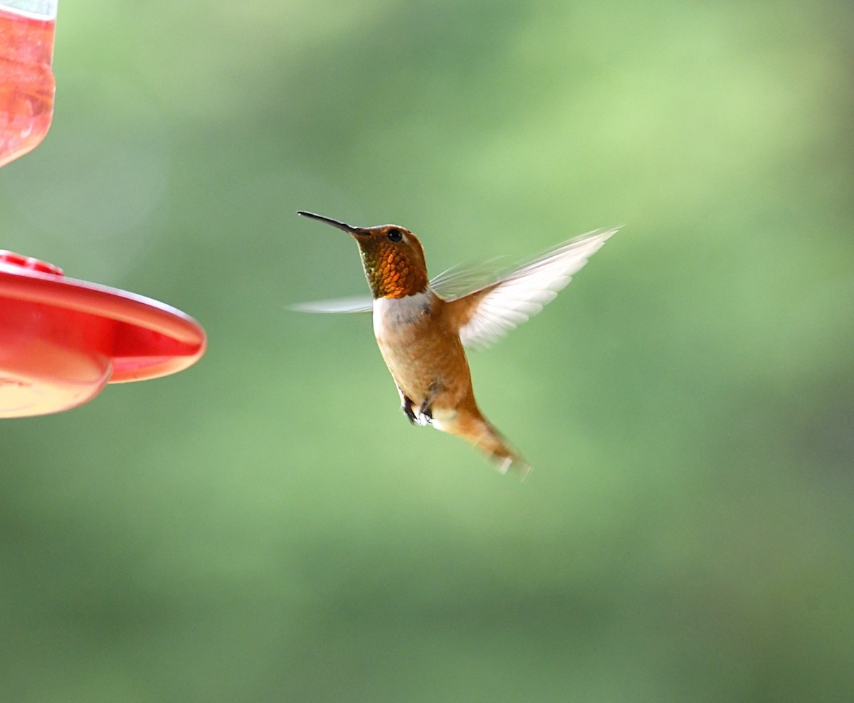 Colibrí Rufo - ML470788761