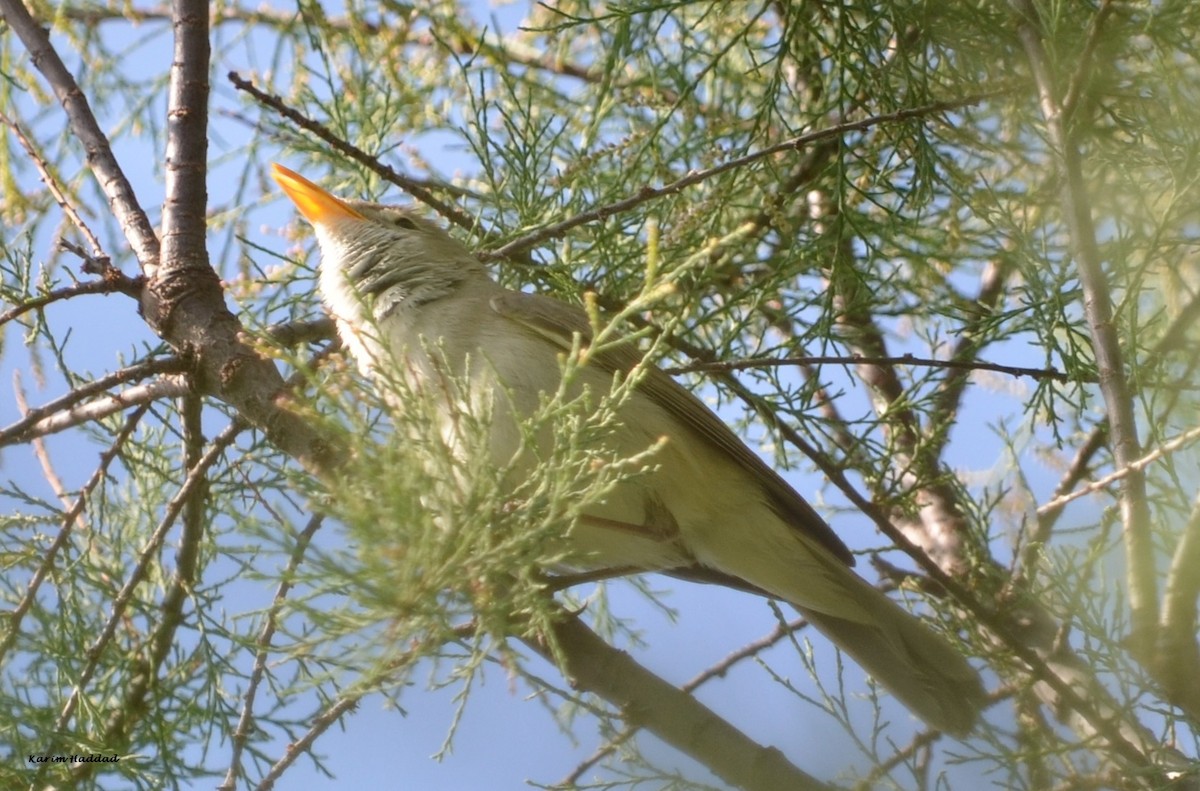 Eastern/Western Olivaceous Warbler - Karim Haddad