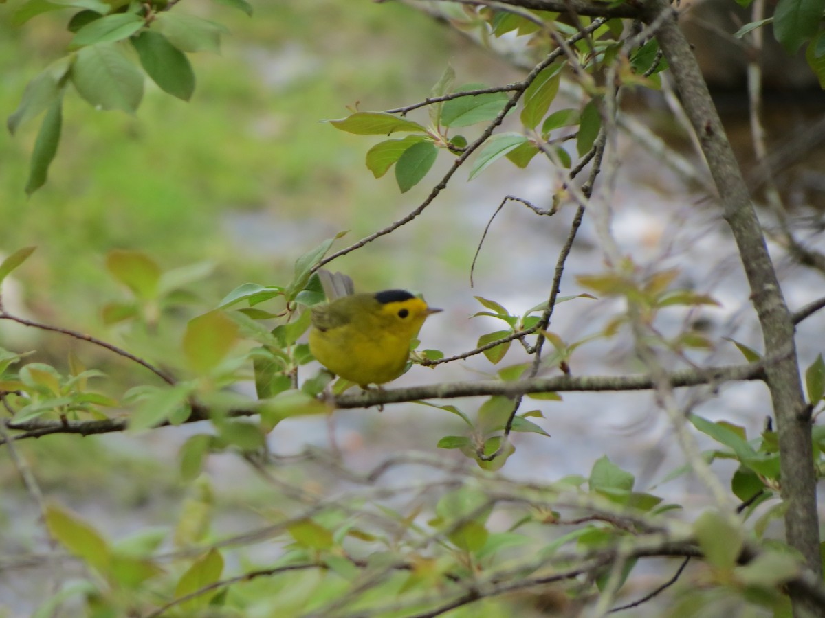 Wilson's Warbler - ML47079281