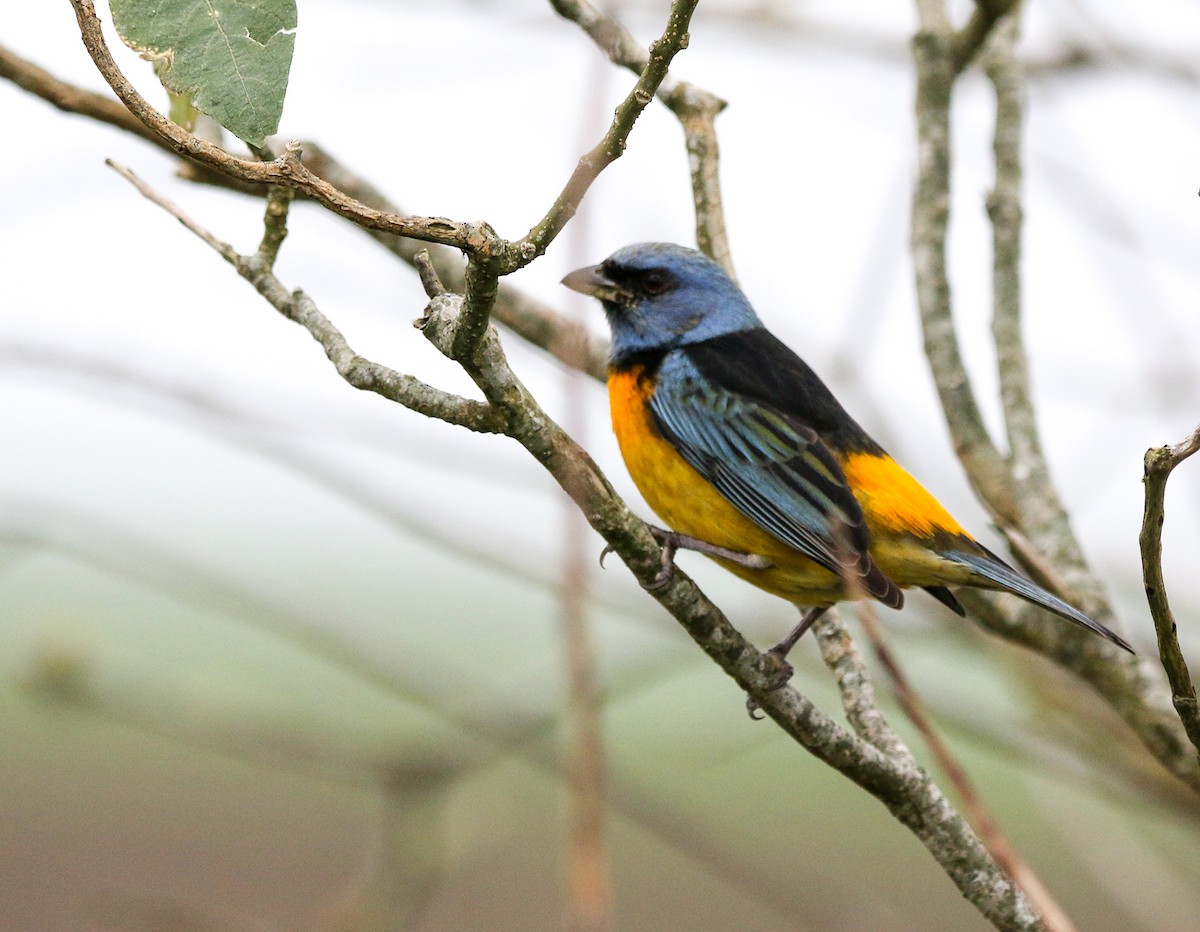 Blue-and-yellow Tanager (Blue-and-yellow) - Cristina Rappa