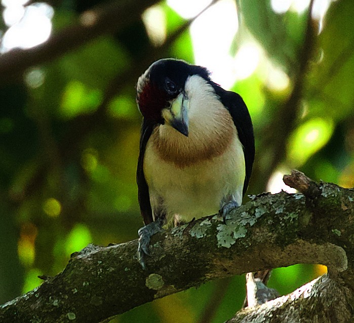 Weißmantel-Bartvogel - ML470793561