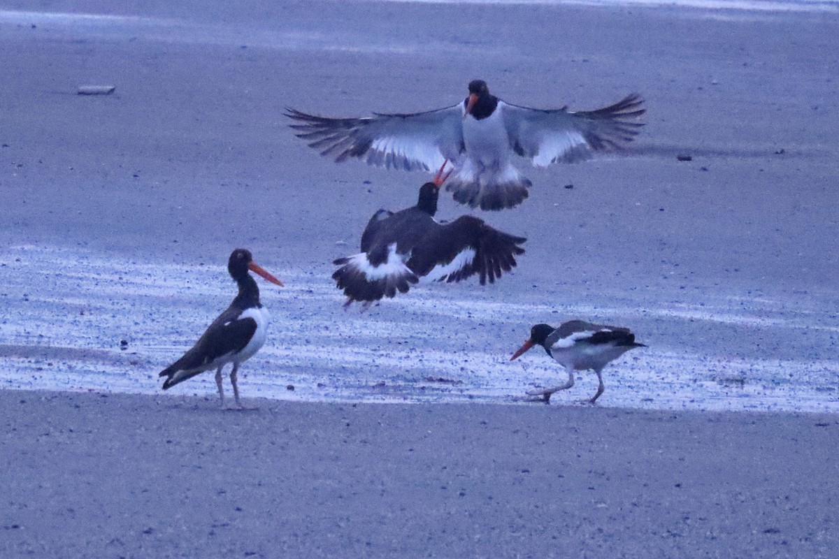 American Oystercatcher - ML470796831