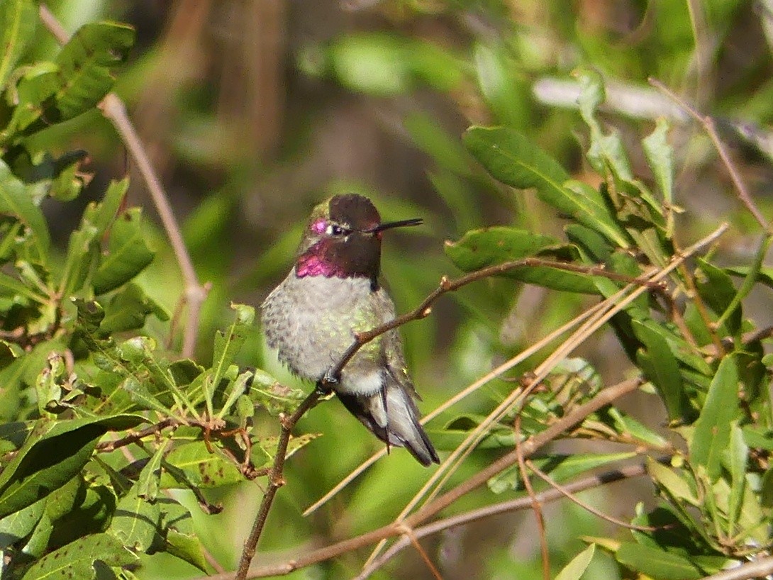 Anna's Hummingbird - ML47079721