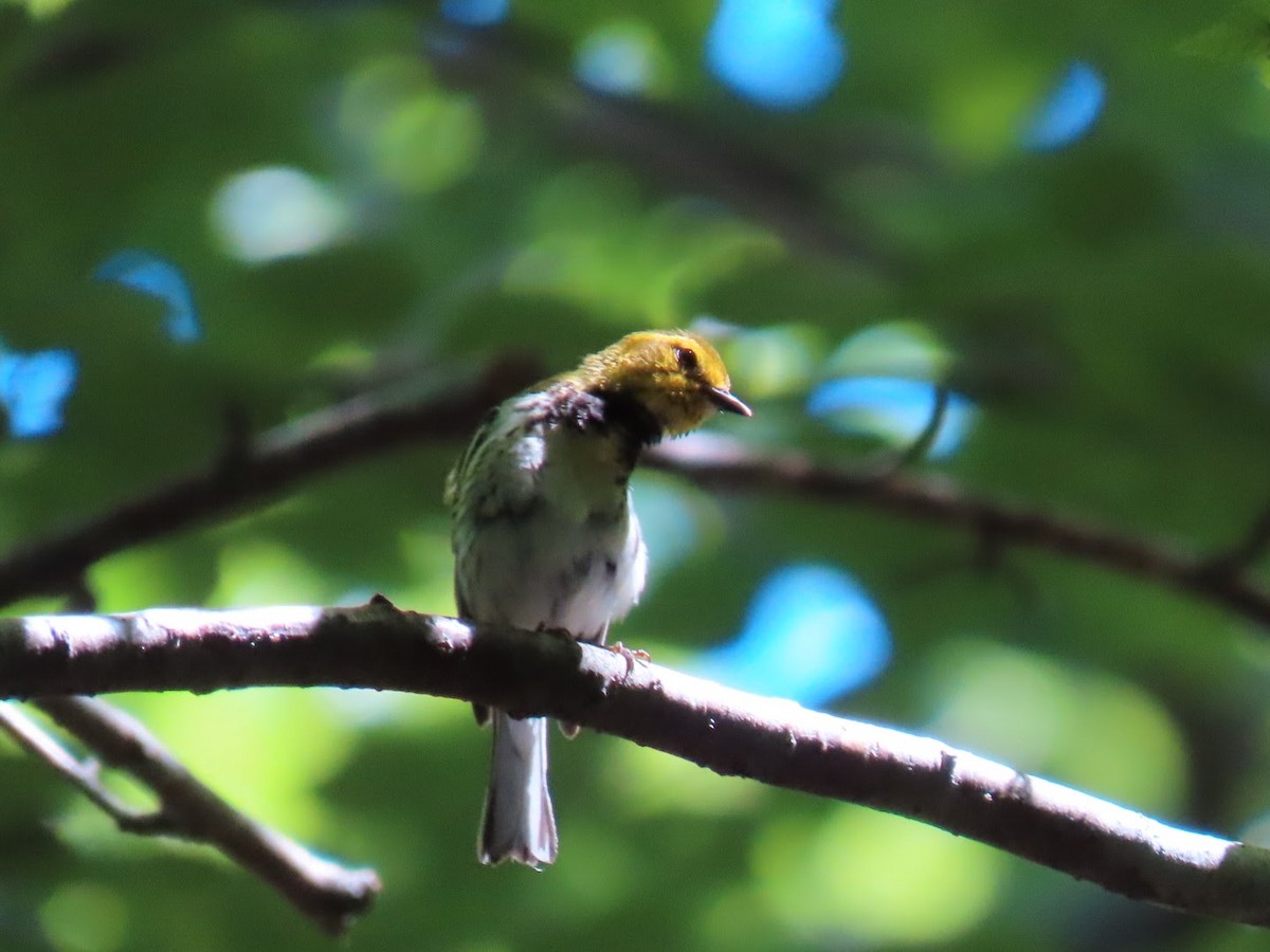 Black-throated Green Warbler - ML470797321