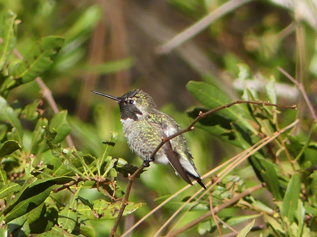 Anna's Hummingbird - ML47079831