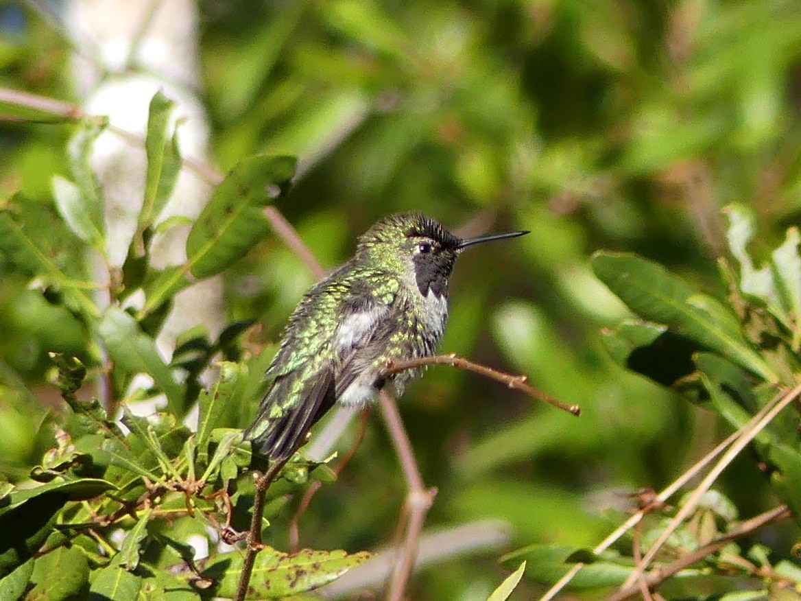 Anna's Hummingbird - ML47079971