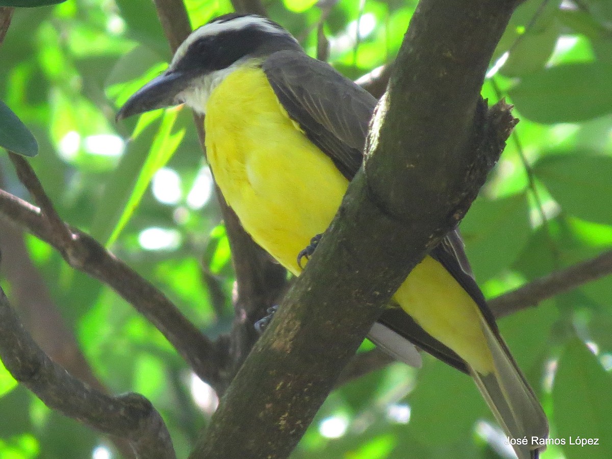 Great Kiskadee - ML470799731