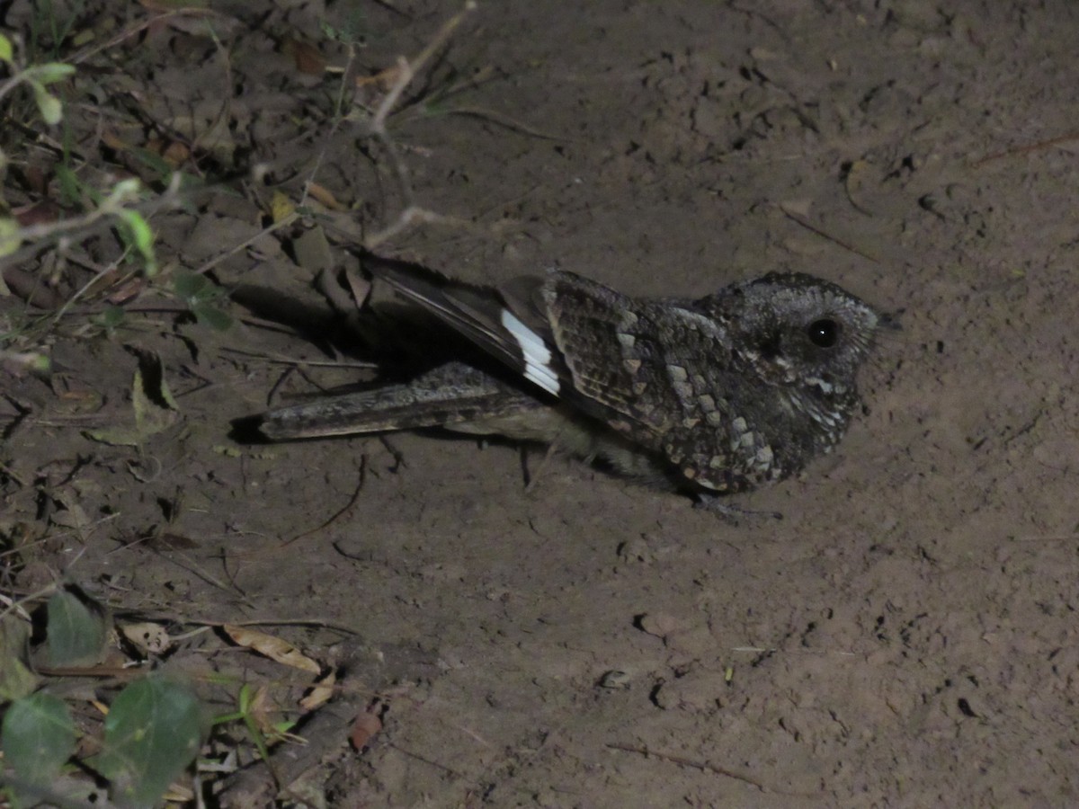 Band-winged Nightjar - ML470799791