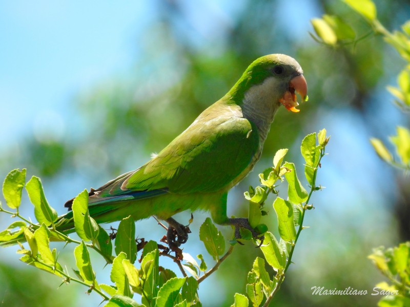 Monk Parakeet - Maximiliano Sager