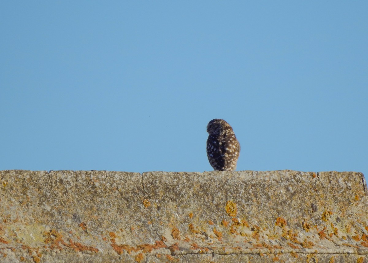 Little Owl - ML470800331