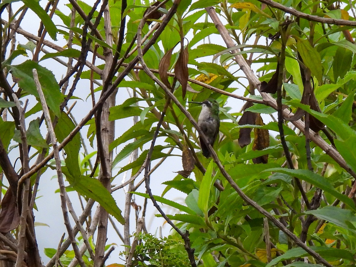 Short-tailed Emerald - Wilson Ortega