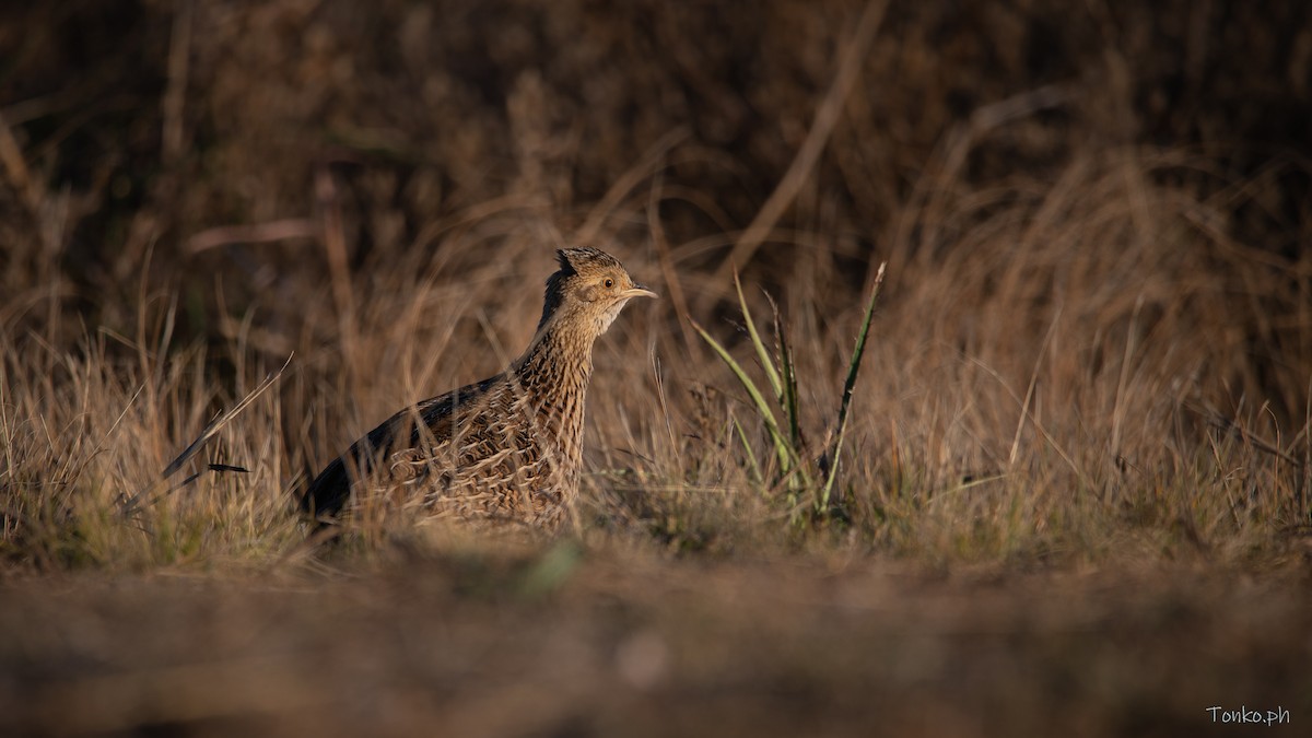 Tinamou tacheté - ML470801251