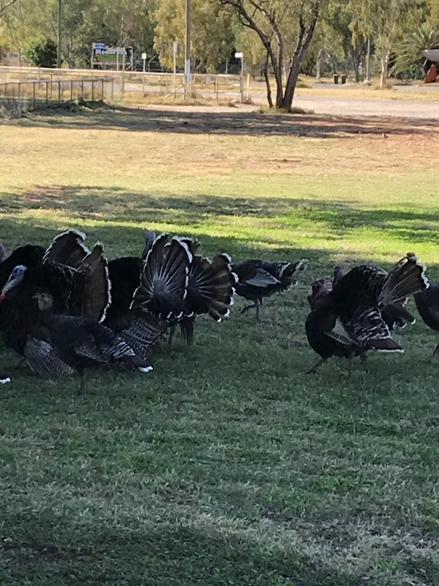 Wild Turkey (Domestic type) - ML470801591