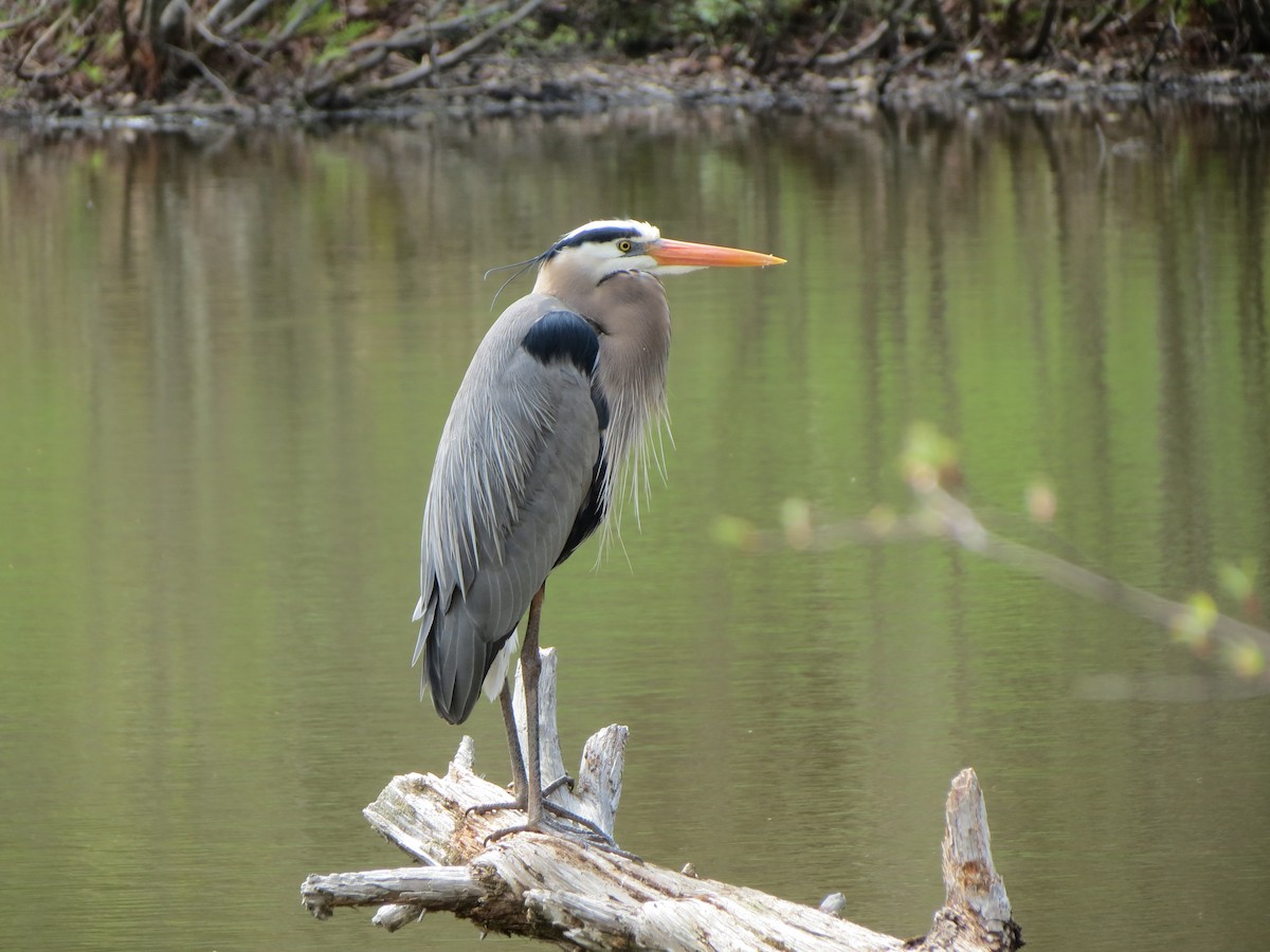 Great Blue Heron - ML47080241