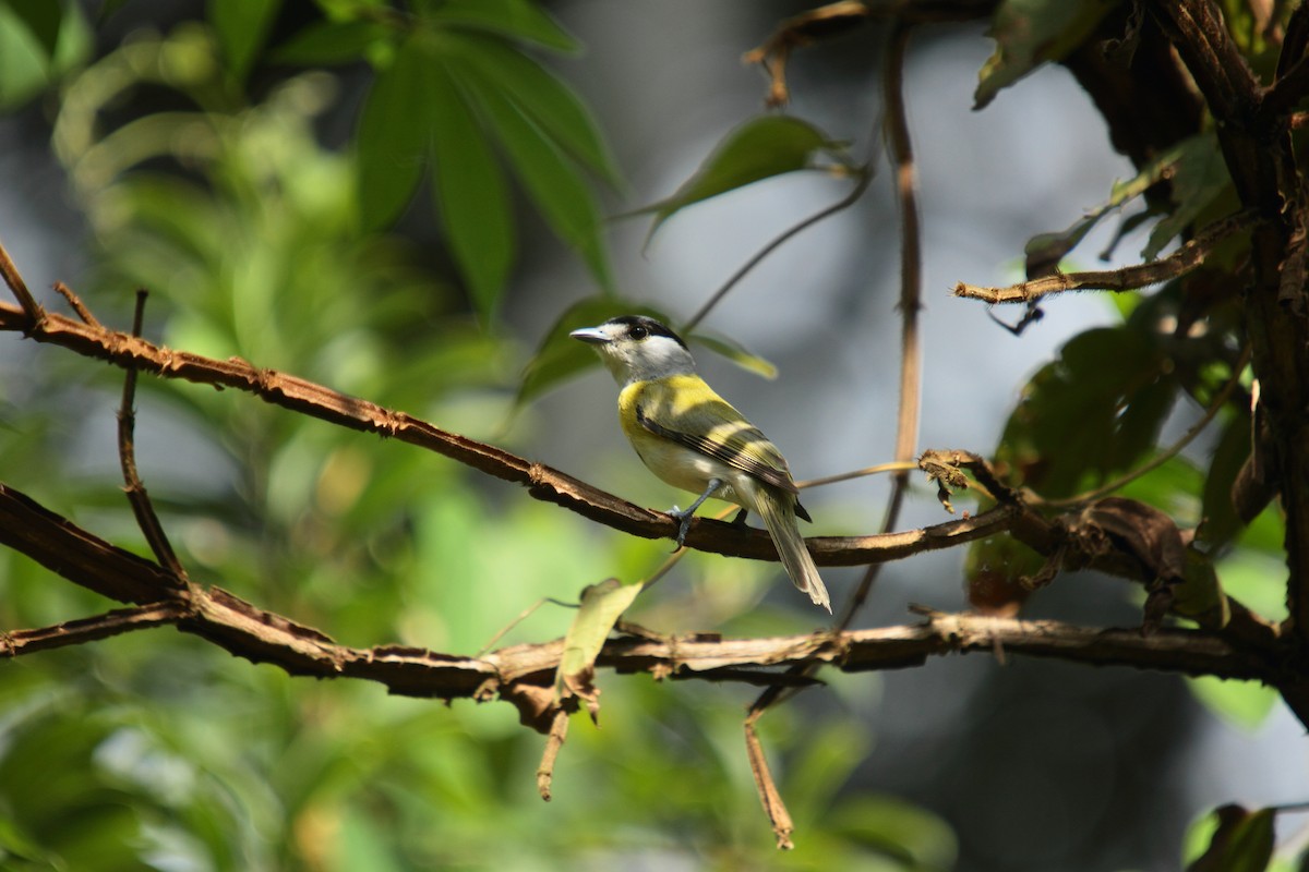 Green-backed Becard - ML470802681